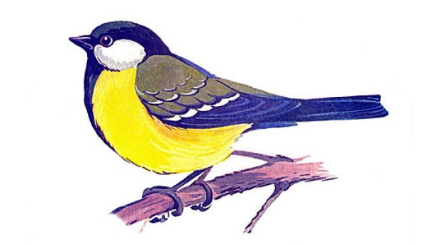 Картинки зимующих птиц
